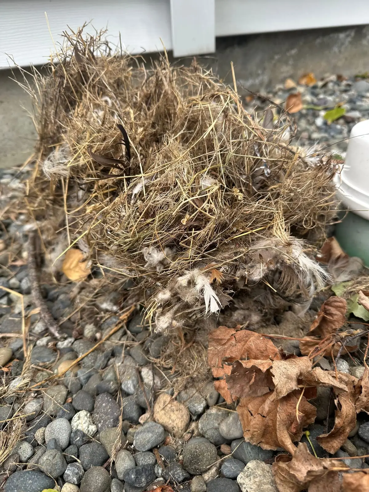 Close view of a bird nest removed from a dryer vent, woven from dry grass with feathers and dead leaves