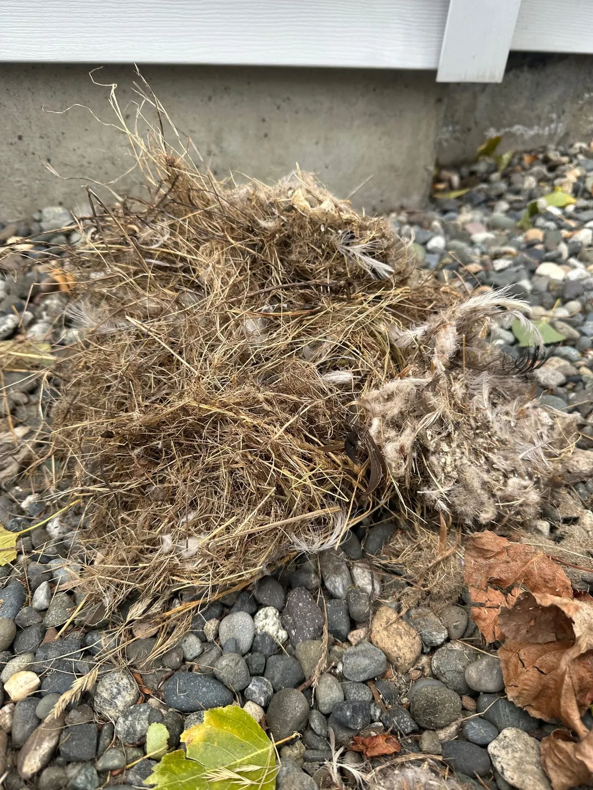 A bird nest of dry grass and feathers pulled out of a dryer vent, lying on the river rock beside an Oak Harbor foundation
