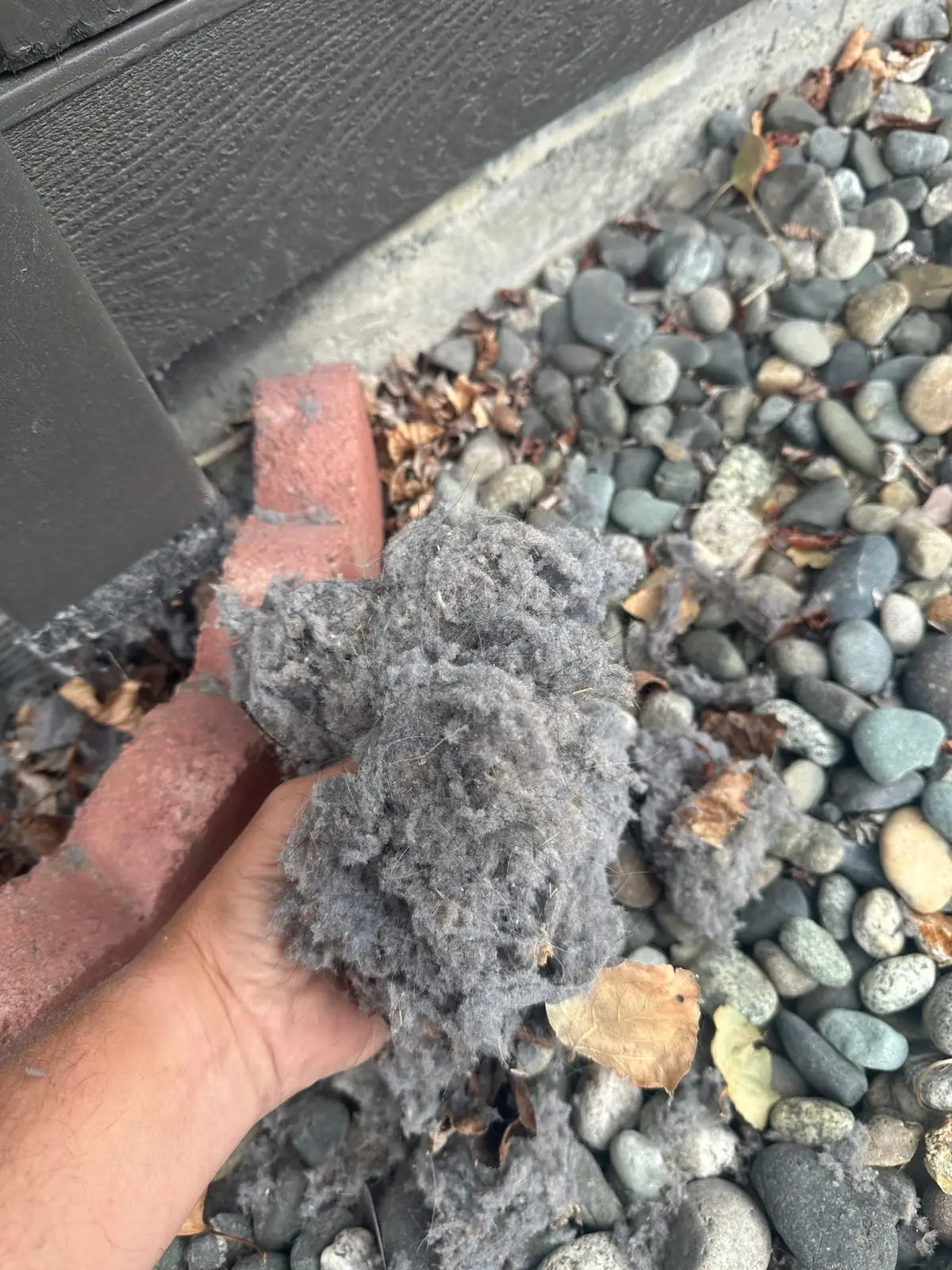 A hand holding a thick clump of grey dryer lint removed from the vent, over river rock beside the house