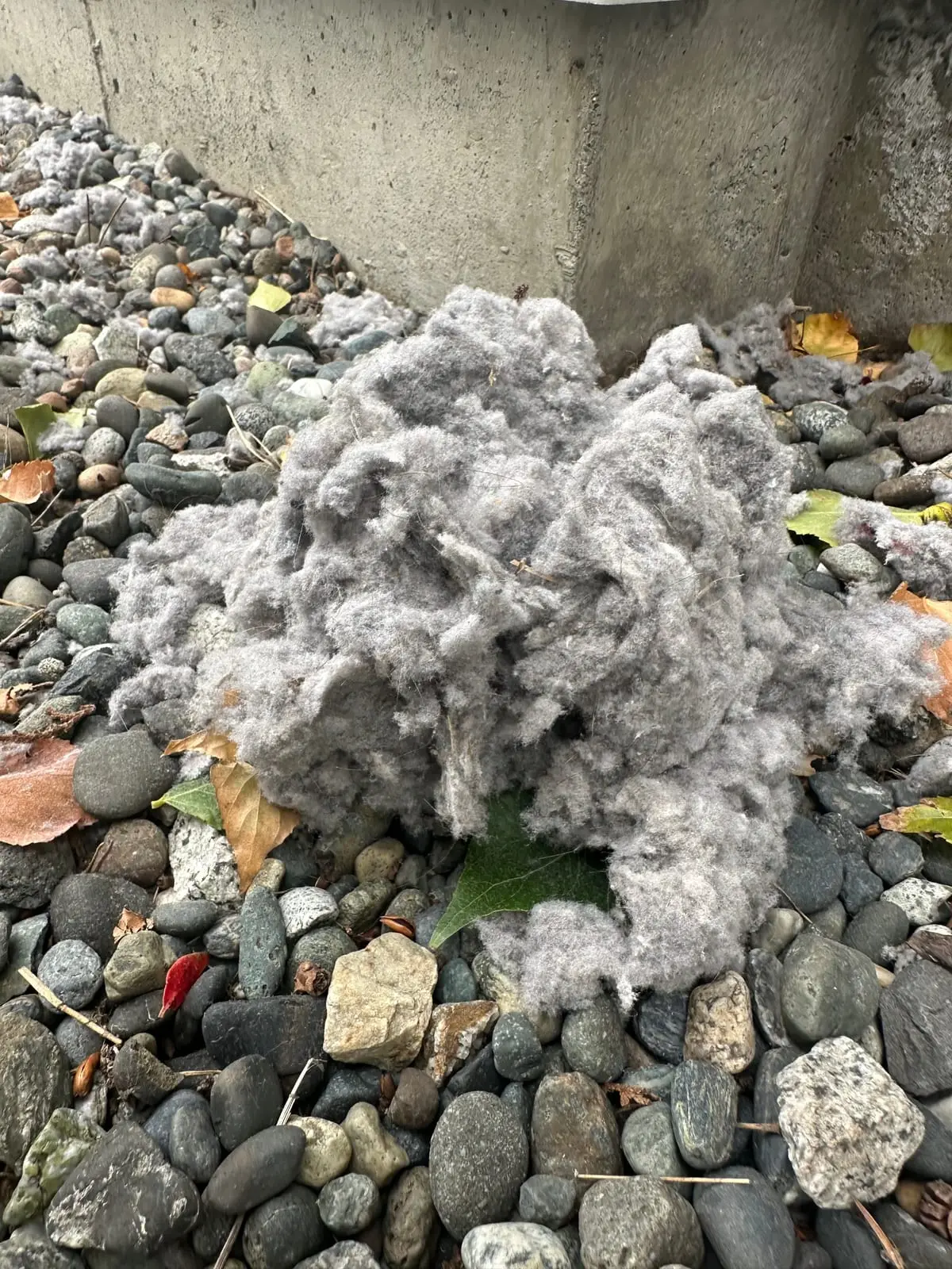 A pile of grey dryer lint on river rock beside a concrete foundation, blown out of a blocked dryer vent
