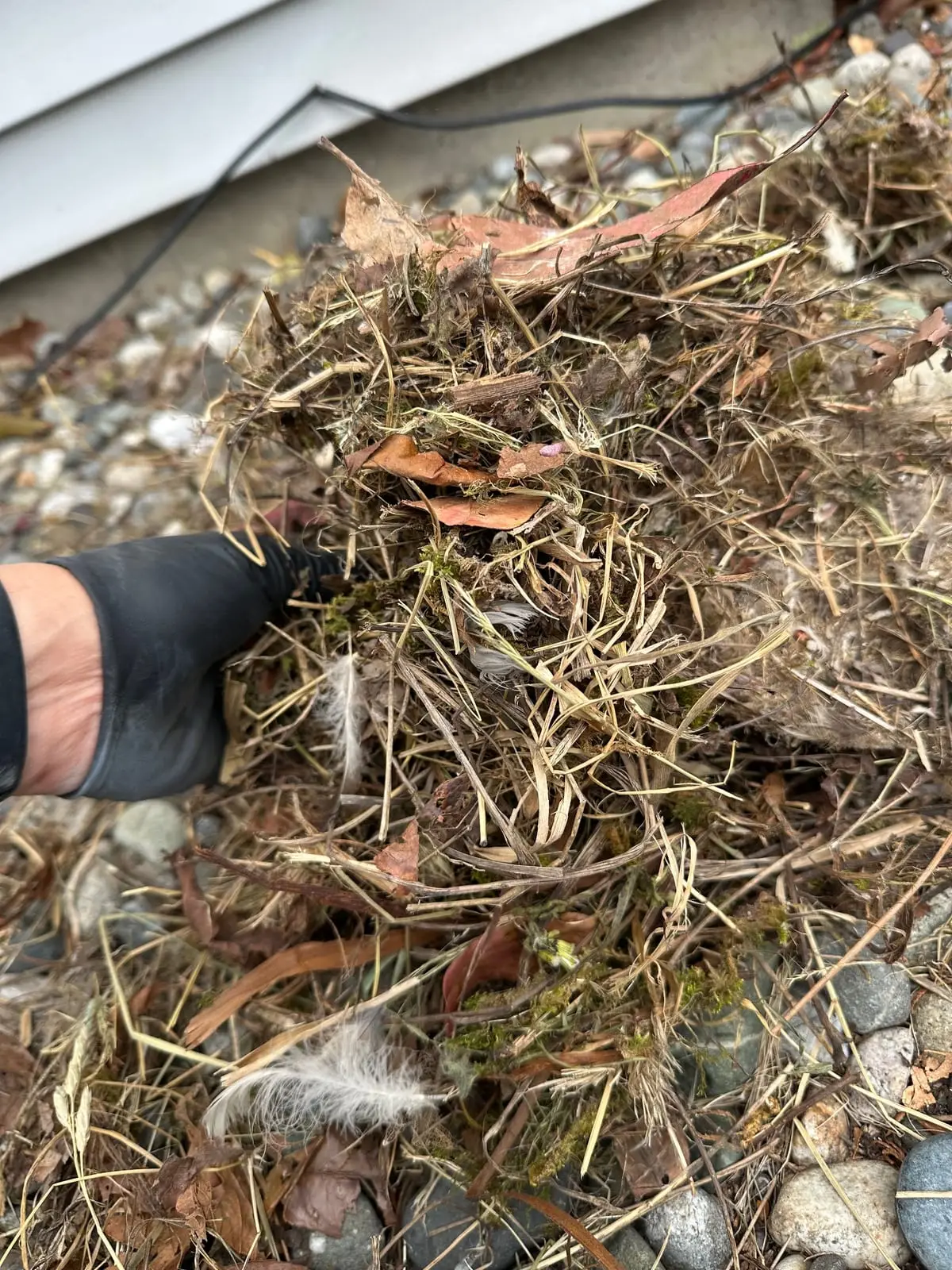 A gloved hand holding a large clump of nesting grass and feathers pulled out of a dryer vent
