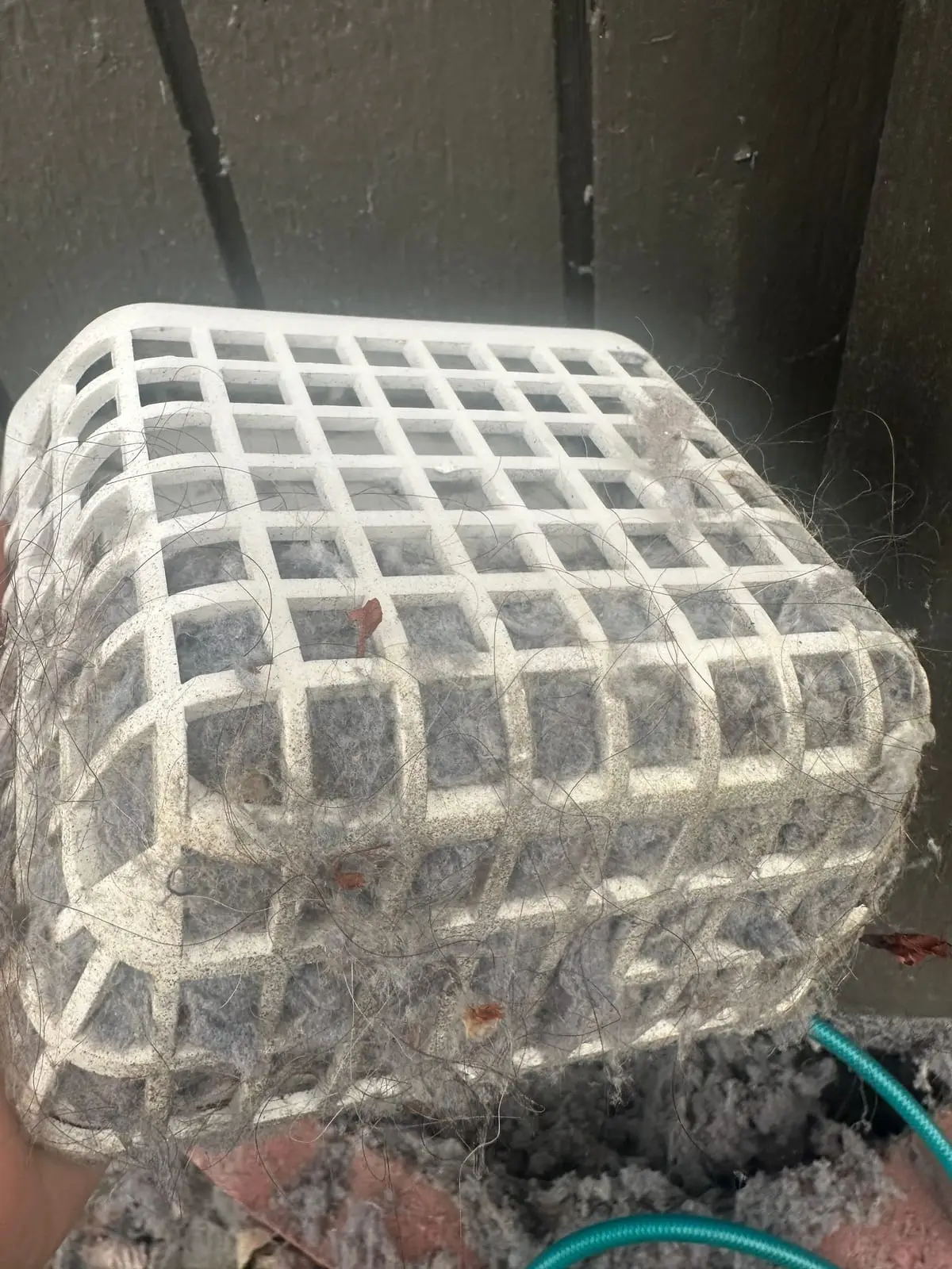 A white plastic dryer vent guard outside an Oak Harbor home, its grid packed solid with grey lint and long strands of hair