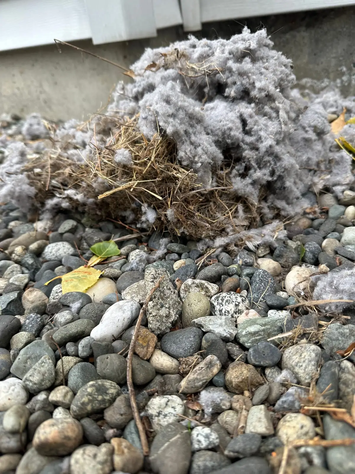 A two-port dryer vent hood on grey vinyl siding in Oak Harbor with a black cleaning cable run into the left opening